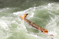 Giant Pondo Log!