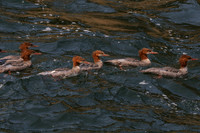 20260805-IMG_7437