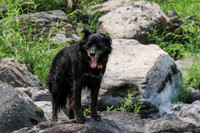 BODHI PIC OF THE DAY