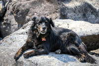 BODHI PICS OF THE DAY
